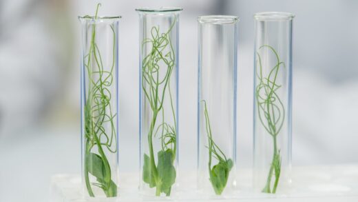 komórki macierzyste w kremach i serum